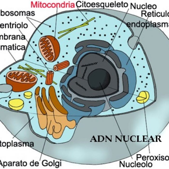 Estudio de ADN