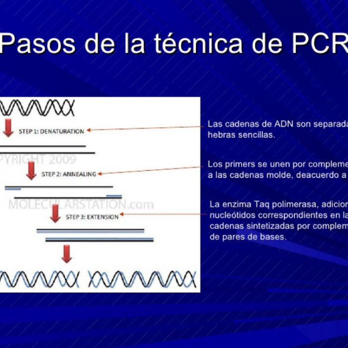 Estudio de ADN