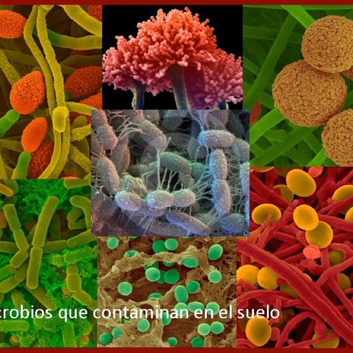 Toxicología Forense